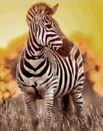 Those black and white zebra stripes? They keep them cool