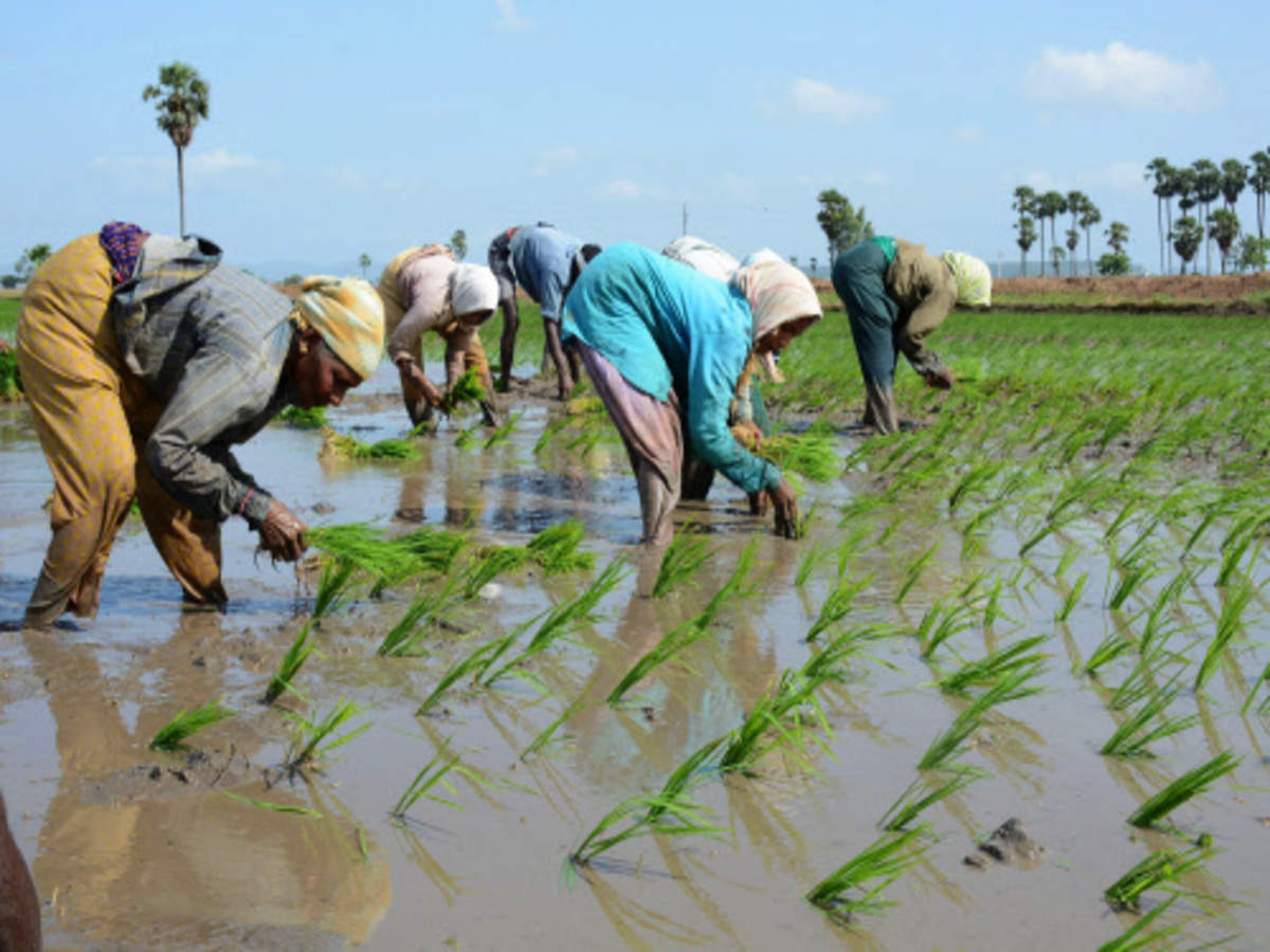 Climate Change Affects Major Crops In India Study Times Of India