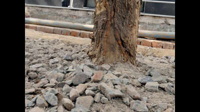 Concrete, tiles making trees on pavements go thirsty: Activists