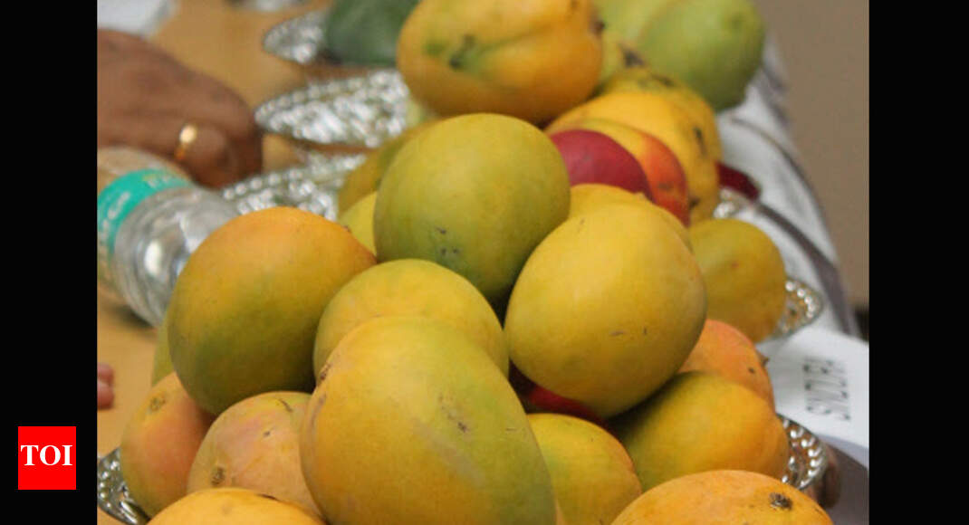 Annual mango exhibition opens in Krishnagiri Salem News Times of India