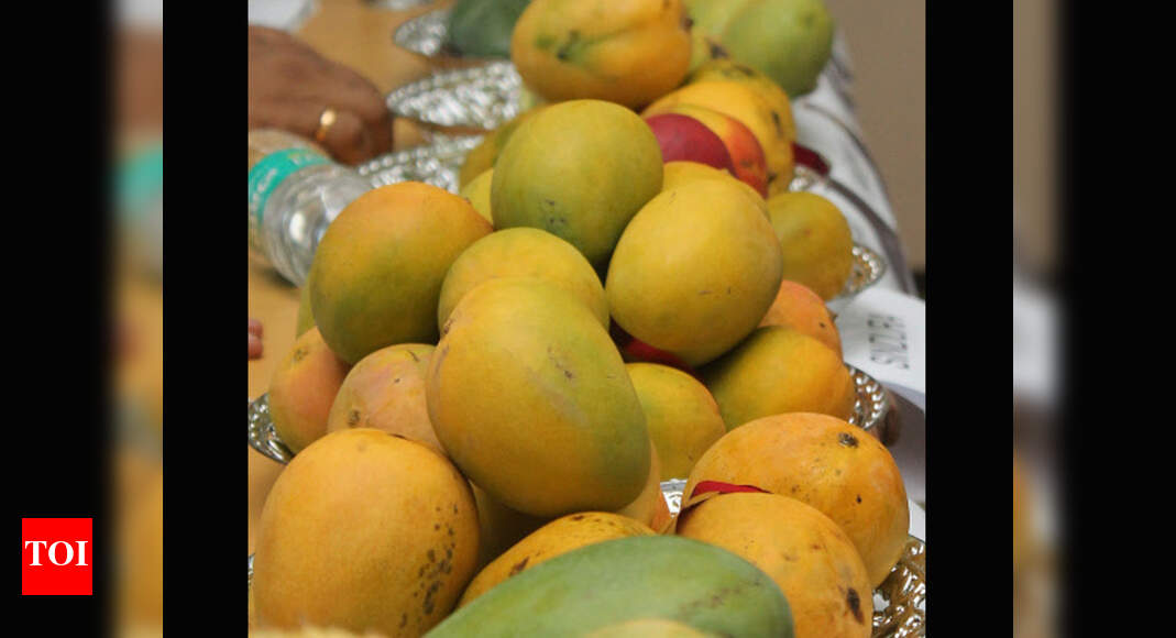 Annual mango exhibition opens in Krishnagiri Salem News Times of India