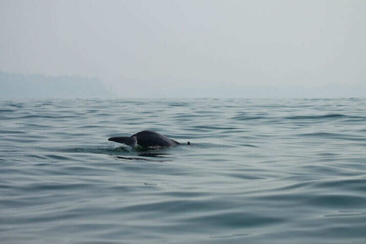 The dolphins