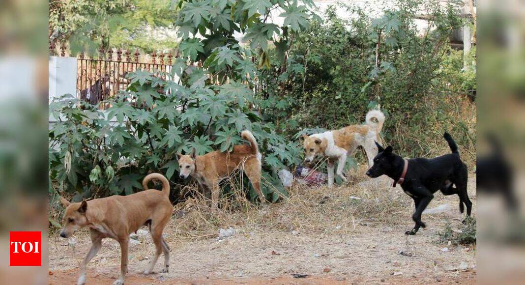 UAHD guidelines to curb dog menace in Madhya Pradesh Bhopal News