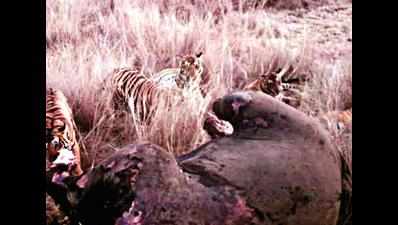 Now, tigers turn scavengers in Wayanad Wildlife Sanctuary