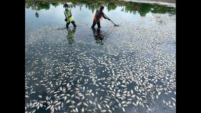 More dead fish appear in Ambattur pond for second day
