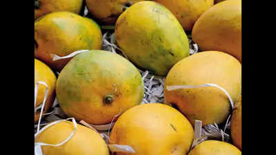 Lucknow: Dussehri makes market guest appearance, price tag Rs 100 a kilo