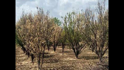 Nearly 60% of Vidarbha’s orange orchards dead due to drought