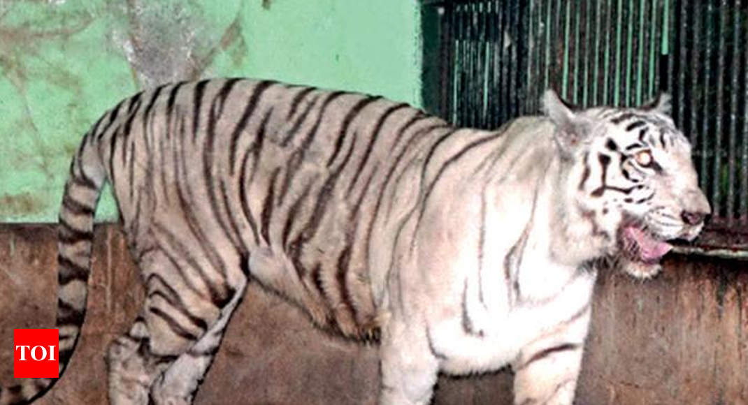 Vadodara zoo may soon be home to white tiger pair | Vadodara News ...