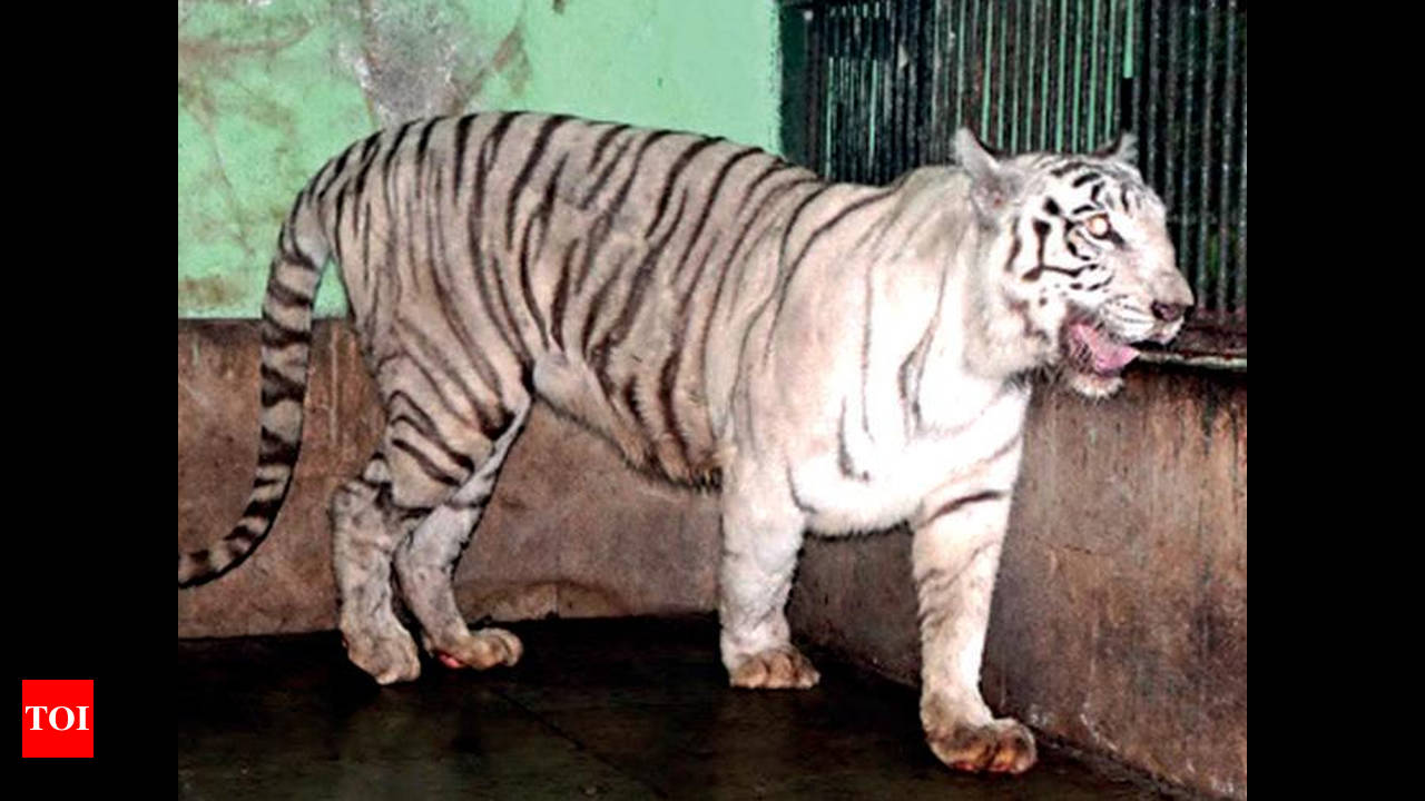 Vadodara zoo may soon be home to white tiger pair | Vadodara News - Times  of India