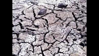 Parched water bodies proving fatal for wildlife in desert areas of state