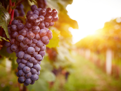 Read this to know why grapes are good for your health!