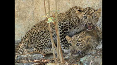 Leopard cubs rescued from well, mother found dead