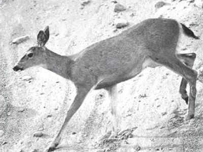 Musk deer caught on camera in Kalatop Khajjiar Wildlife Sanctuary