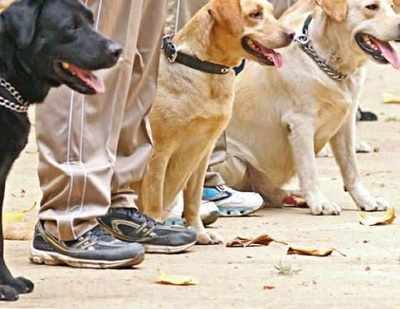Sniffer dogs deployed to track terrorists in J&K's Kishtwar