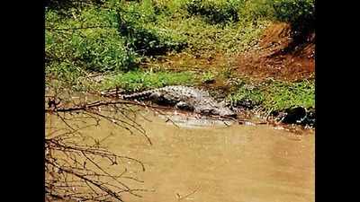 Crocodile enters Gujarat temple, villagers oppose Forest dept's rescue