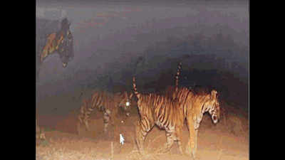 Ranthambore National Park welcomes three cubs of T-73