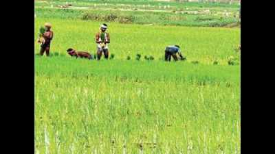 Thanks to KLIP, Telangana could face glut of paddy crop