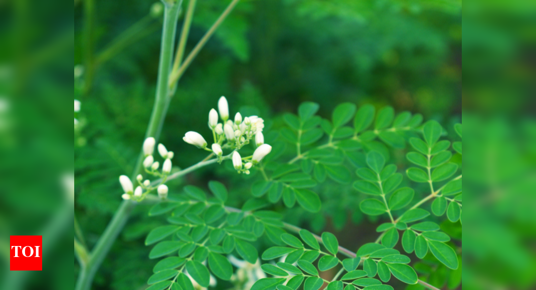 Unbelievable benefits of drumsticks Times of India