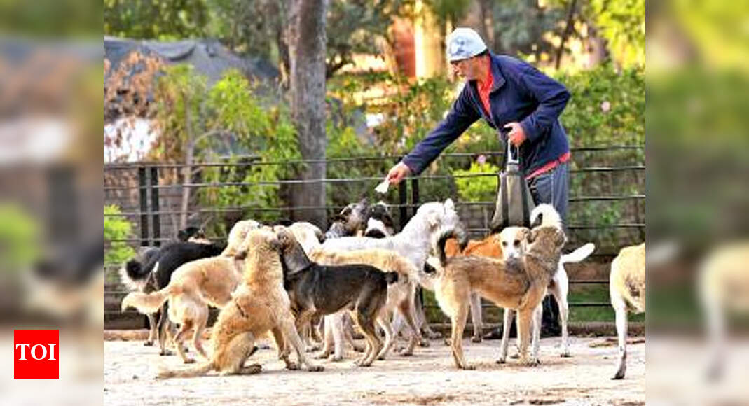 MC plans to develop dog feeding corners Chandigarh News Times of India
