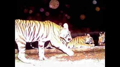 Tigers Spotted Kheoni Wildlife Sanctuary: A Rare Encounter