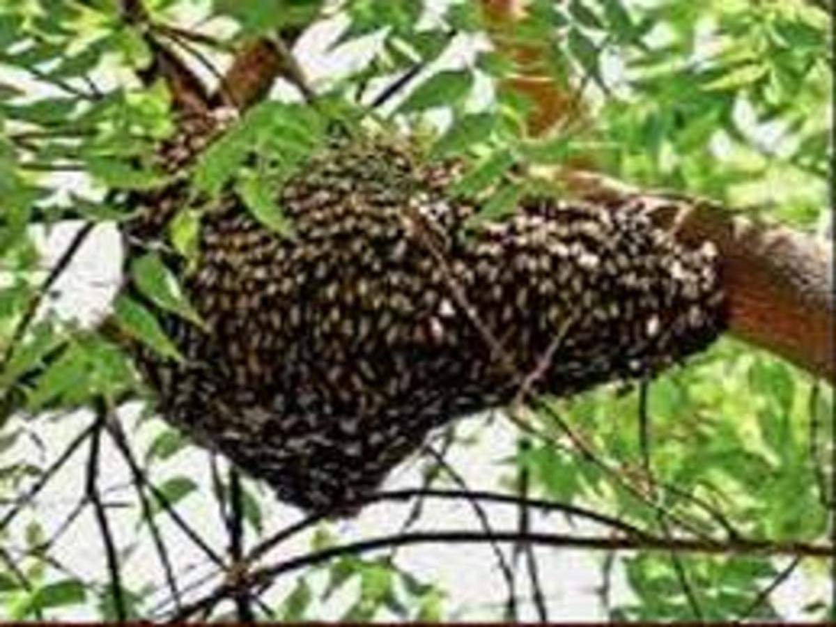 Bees May No Longer Sting You In Chennai Chennai News Times Of India