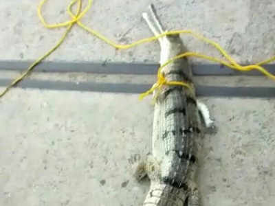 Punjab: Respiratory failure causes death of critically endangered gharial