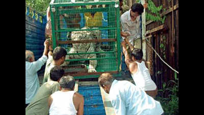 Kolkata zoo brings white tiger, blackbucks for new bloodline