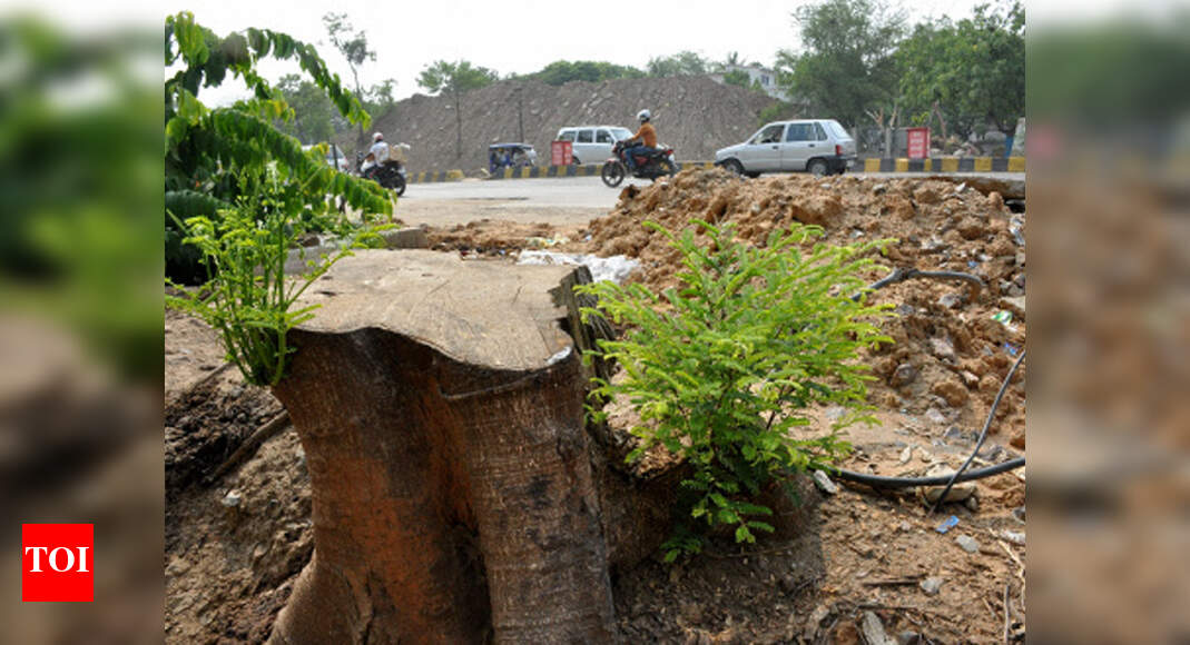 Patna HC Felling of trees is equivalent to murder Patna News Times