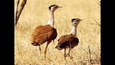 Opinions of experts vary over success of Project Bustard
