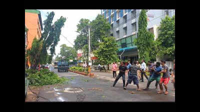 To safeguard lives, three old Ashoka trees cut in Vasco