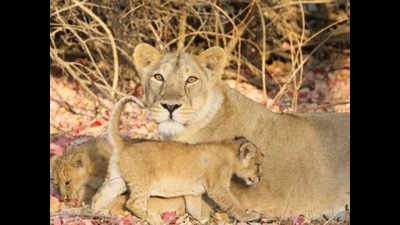 Jessica brings cheer to Etawah lion safari, gives birth to 4 cubs