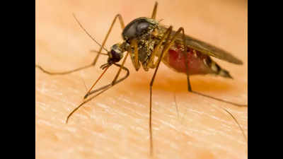 Pune: Four municipal wards record 63% of confirmed dengue cases