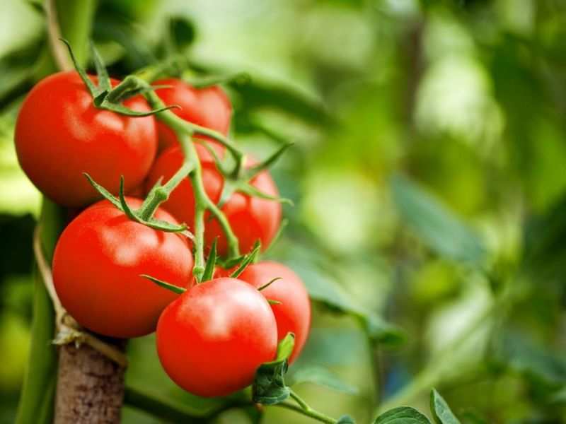 Is tomato a fruit or vegetable? - Times of India