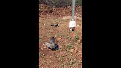 Three peacocks found dead in Jamnagar village
