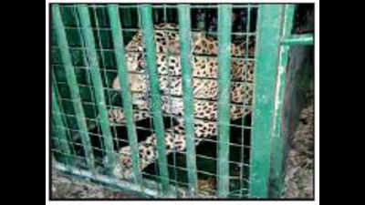 Leopard from Icrisat released in Amrabad Reserve
