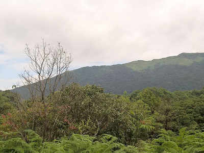 Plans to convert 12.5 hectares of forest land into ‘eco-park’ draw residents’ ire