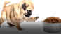 Busting myths about pet food