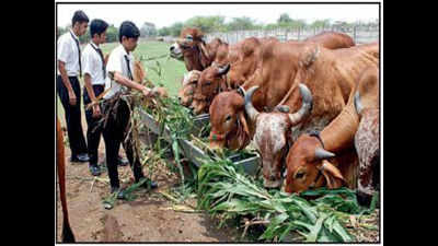 G for gau shala: Private schools in Rajkot to set up cow sheds