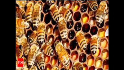 India has potential for 200 million bee colonies: Beekeeping development committee report