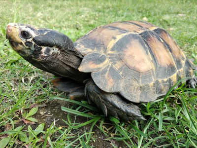 Endangered and rare tortoise found for the first time in India ...