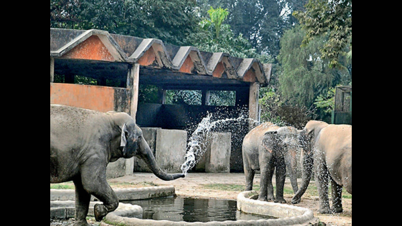 In hi-technology move, zoo to get augmented reality park | Kolkata News -  Times of India