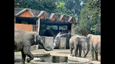 Aly Zoo