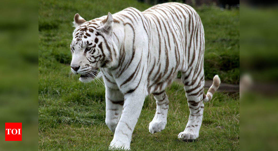 Alipore Zoo Gets One More White Tiger Kolkata News Times Of India