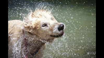 Three pet care tips for the monsoon