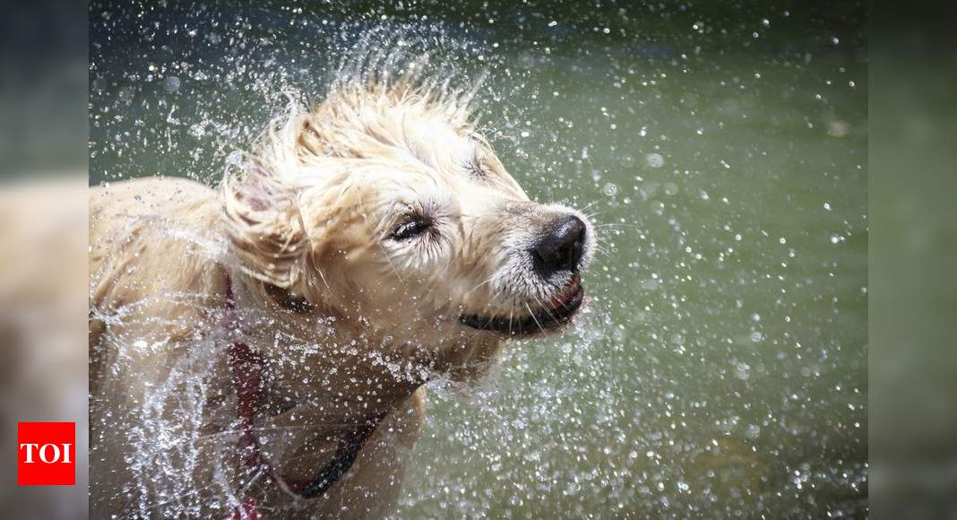 Three pet care tips for the monsoon | Kolkata News - Times ...