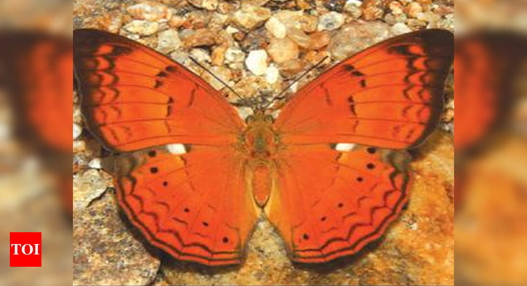 winged-wonder-tamil-yeoman-declared-state-butterfly-of-tamil-nadu