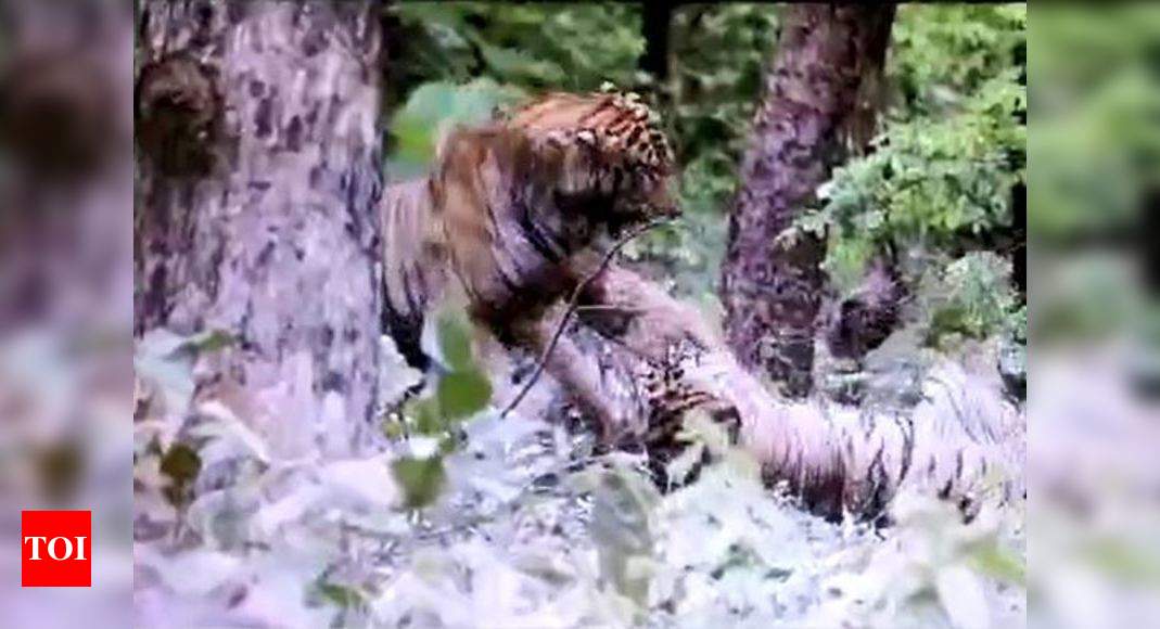 Tiger cubs play fighting. The play fights play a profound role in  eventually developing their hunting skills. Tadoba, Maharashtra. #tiger…