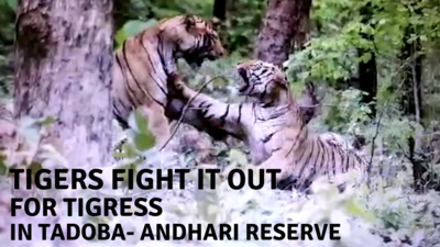 Watch: Rare sight of two male tigers fighting while young tigress stare haplessly