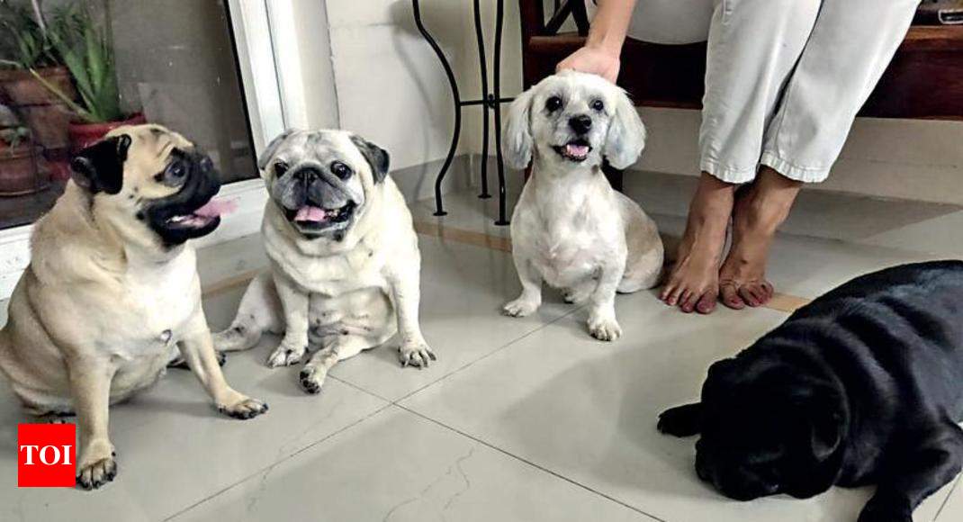 Orphaned and in trauma, pets find shelter, finally eat | Gurgaon News -  Times of India