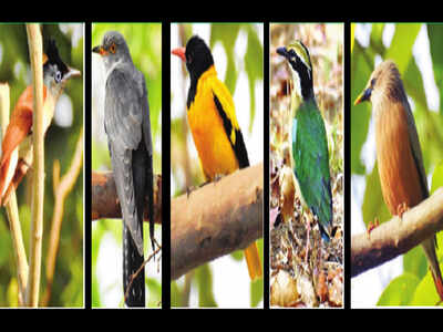 Monsoon draws migratory birds | Bhopal News - Times of India Monsoon draws migratory birds | Bhopal News - Times of India
